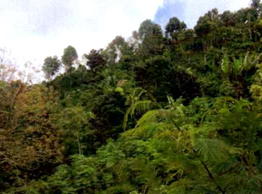 Lelang Tanah luas 100 are di Pedawa, Banjar, Buleleng