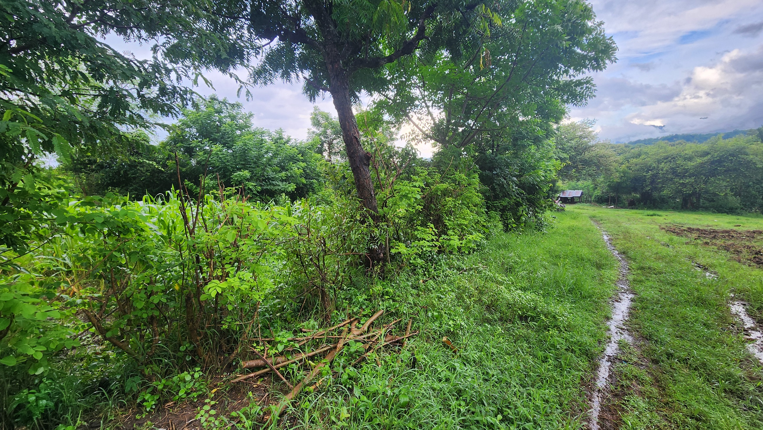 Lelang Tanah luas 59,8 are di Tukadsumaga, Gerokgak, Buleleng — foto 7