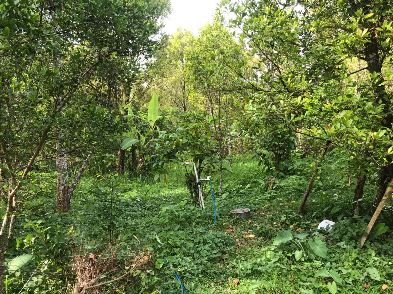Lelang Tanah luas 22,5 are di Kayu Putih, Banjar, Buleleng — foto 2