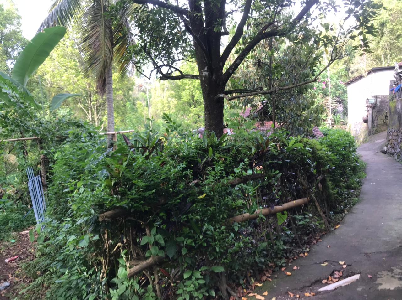 Lelang Tanah luas 22,5 are di Kayu Putih, Banjar, Buleleng — foto 4