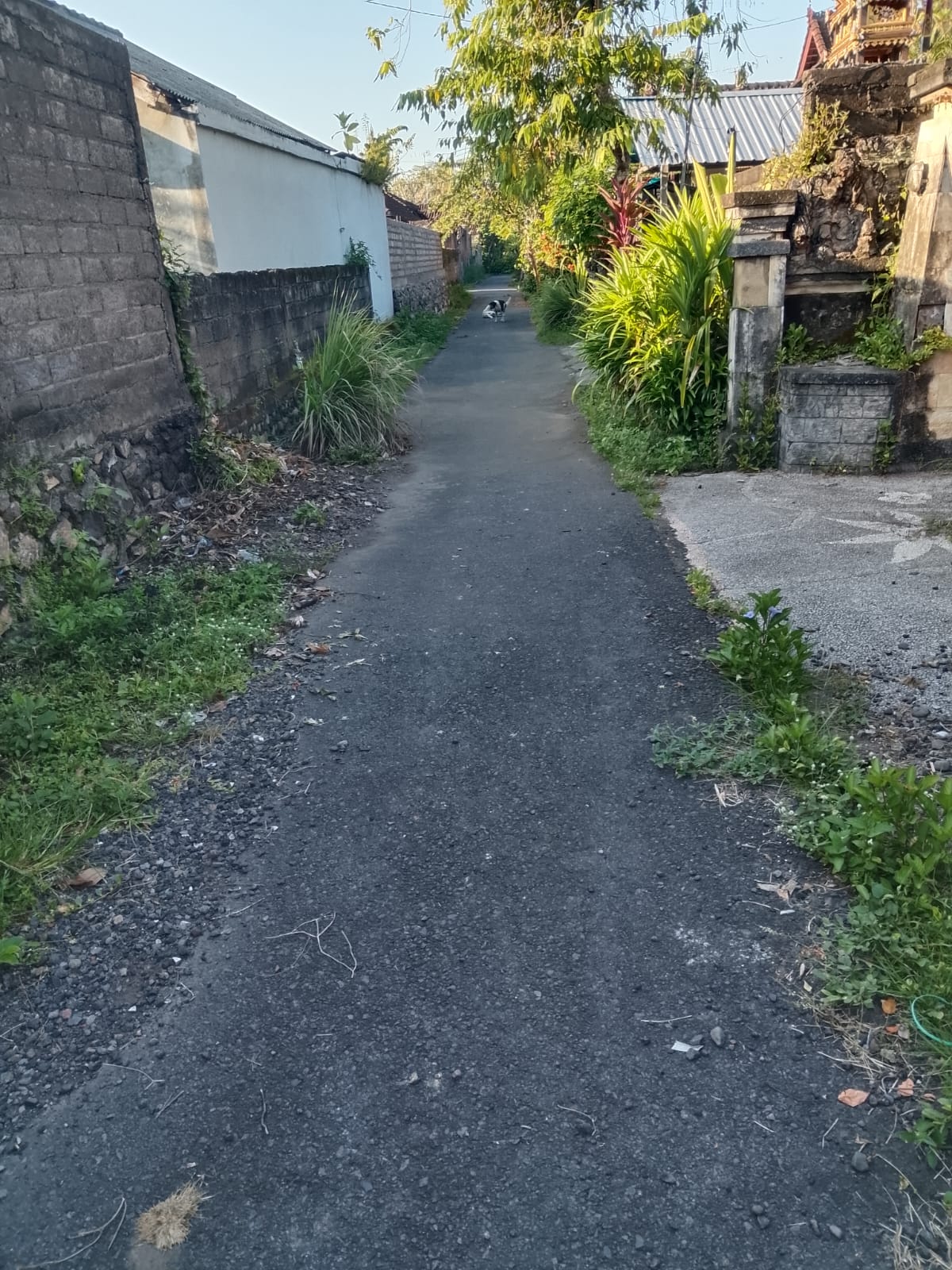 Lelang Rumah luas 3 are di Dauhwaru, Jembrana ( Yang Dahulu, Jembrana — foto 6