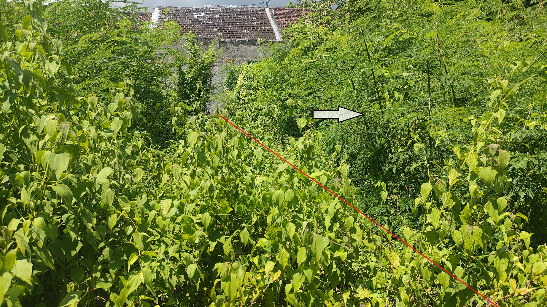 Lelang Tanah luas 1,05 are di Kalibukbuk, Buleleng, Buleleng — foto 4