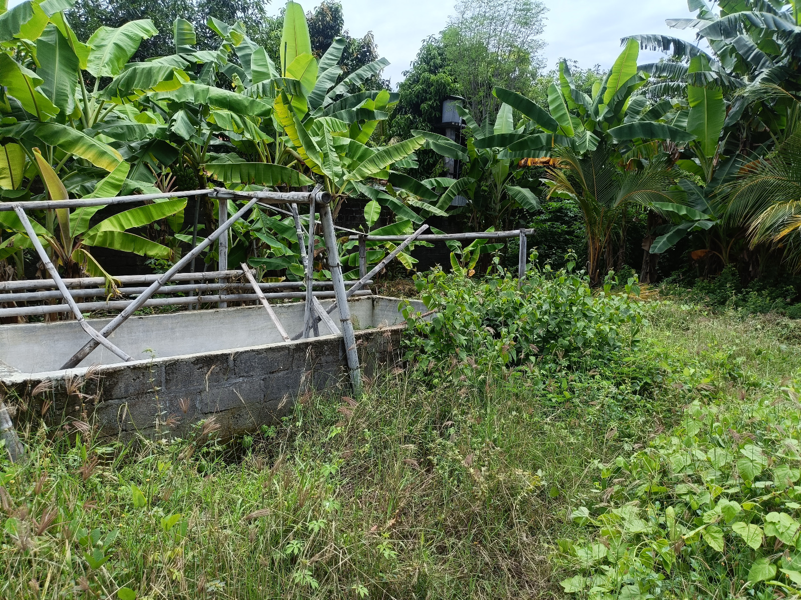 Lelang Rumah luas 4 are di Banjar, Banjar, Buleleng — foto 3