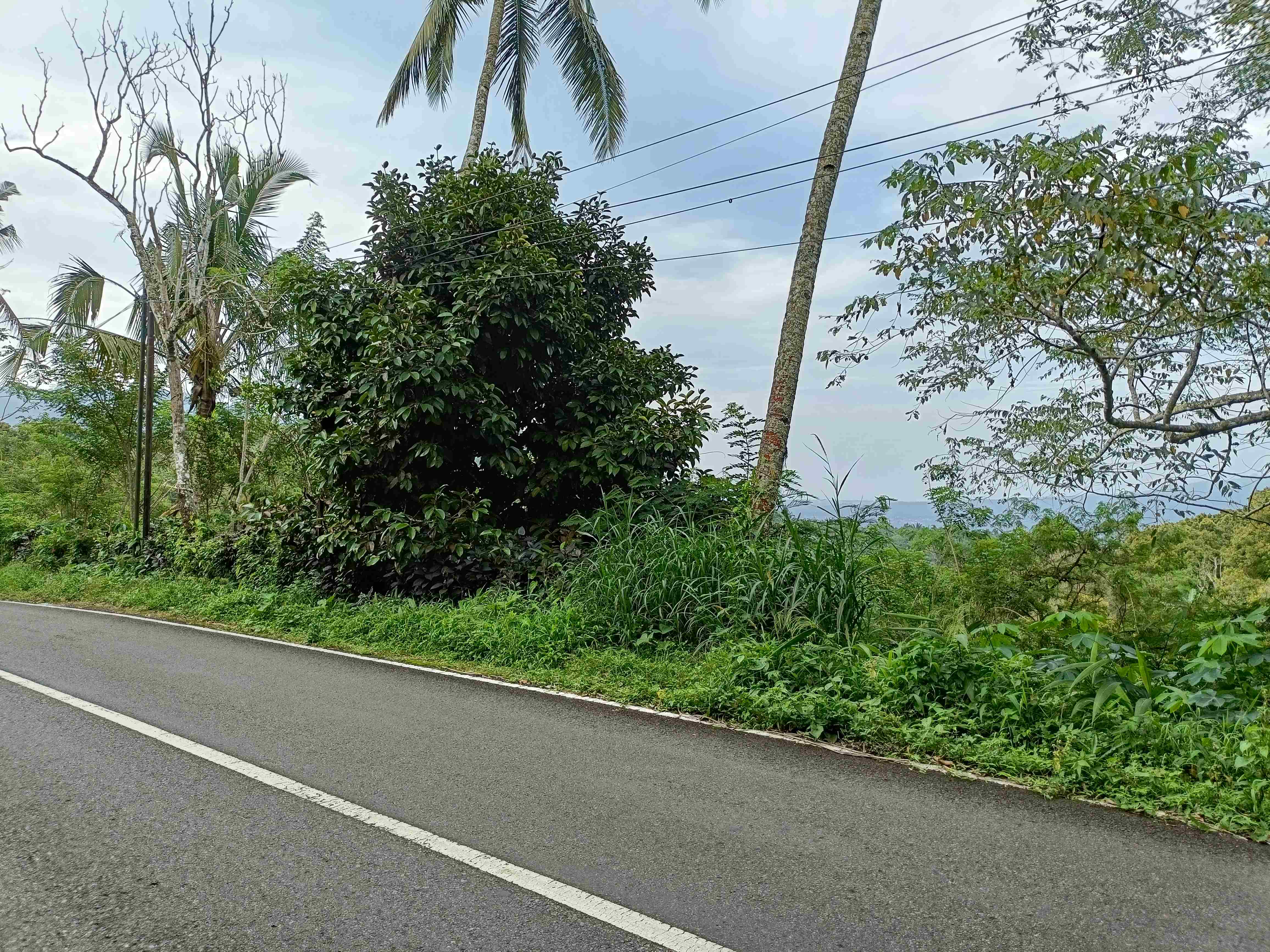 Lelang Rumah luas 100 are di Bantiran, Pupuan, Tabanan — foto 1