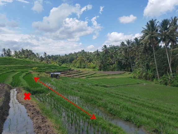 Lelang Tanah luas 20,75 are di Wanasari, Tabanan, Tabanan — foto 3