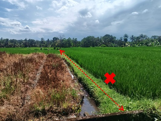 Lelang Tanah luas 14 are di Riang Gede, Penebel, Tabanan — foto 3
