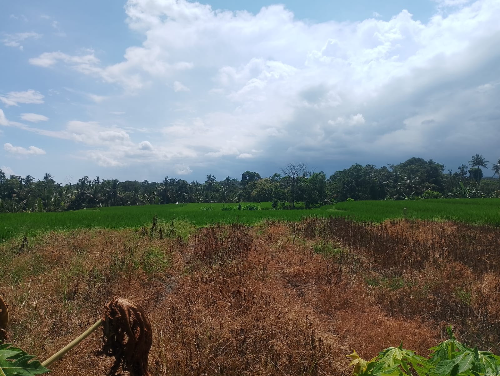 Lelang Tanah luas 14 are di Riang Gede, Penebel, Tabanan — foto 1