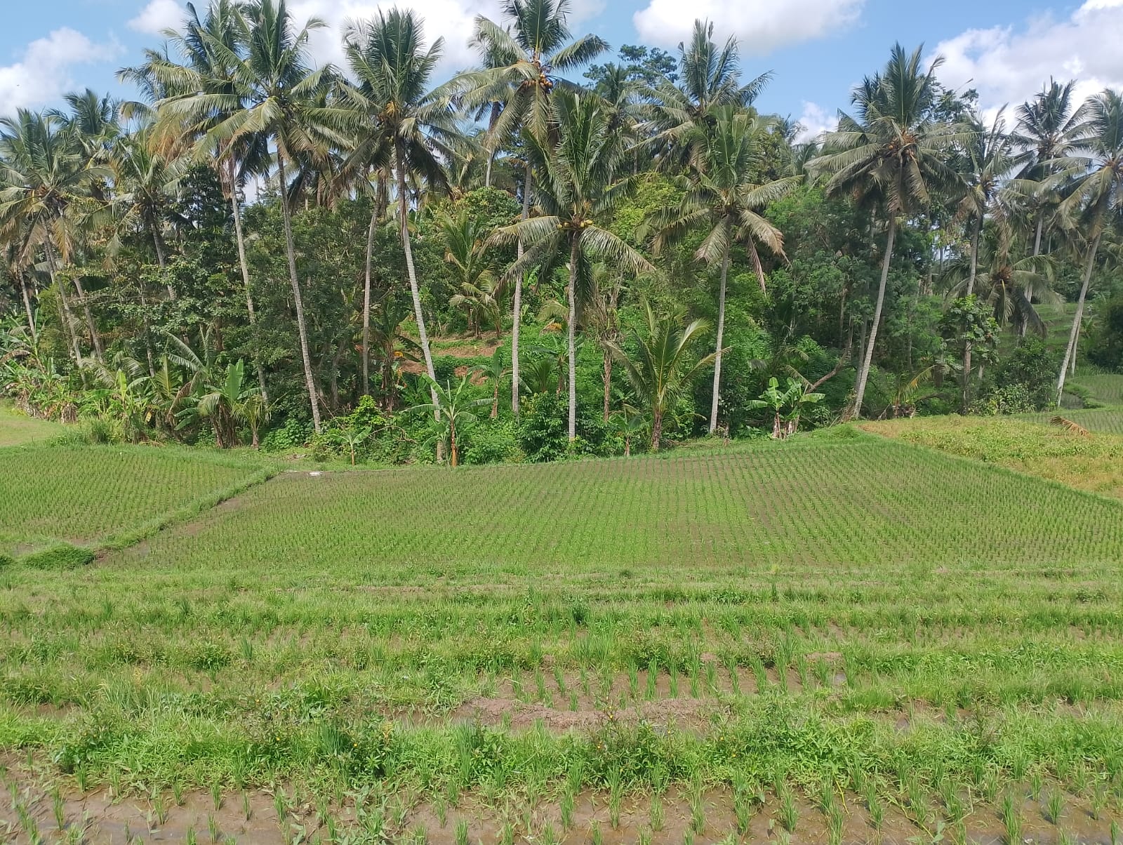 Lelang Tanah luas 20,75 are di Wanasari, Tabanan, Tabanan — foto 1