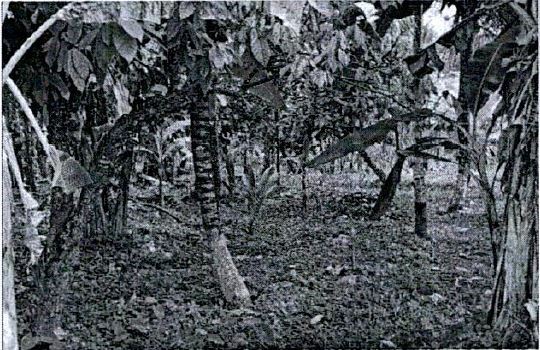 Lelang Tanah luas 21,5 are di Berembeng, Selemadeg, Tabanan — foto 4