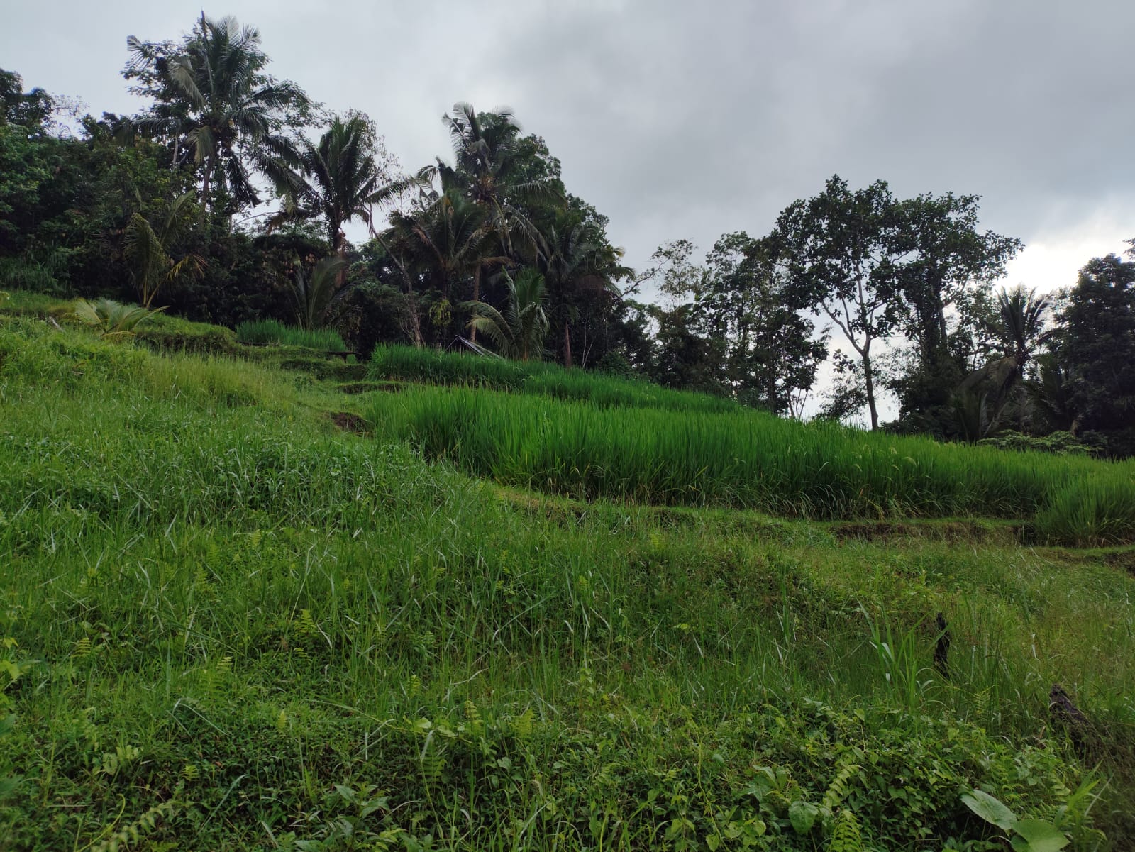 Lelang Tanah luas 40,5 are di Mengesta, Mengesta, Penebel, Tabanan — foto 6