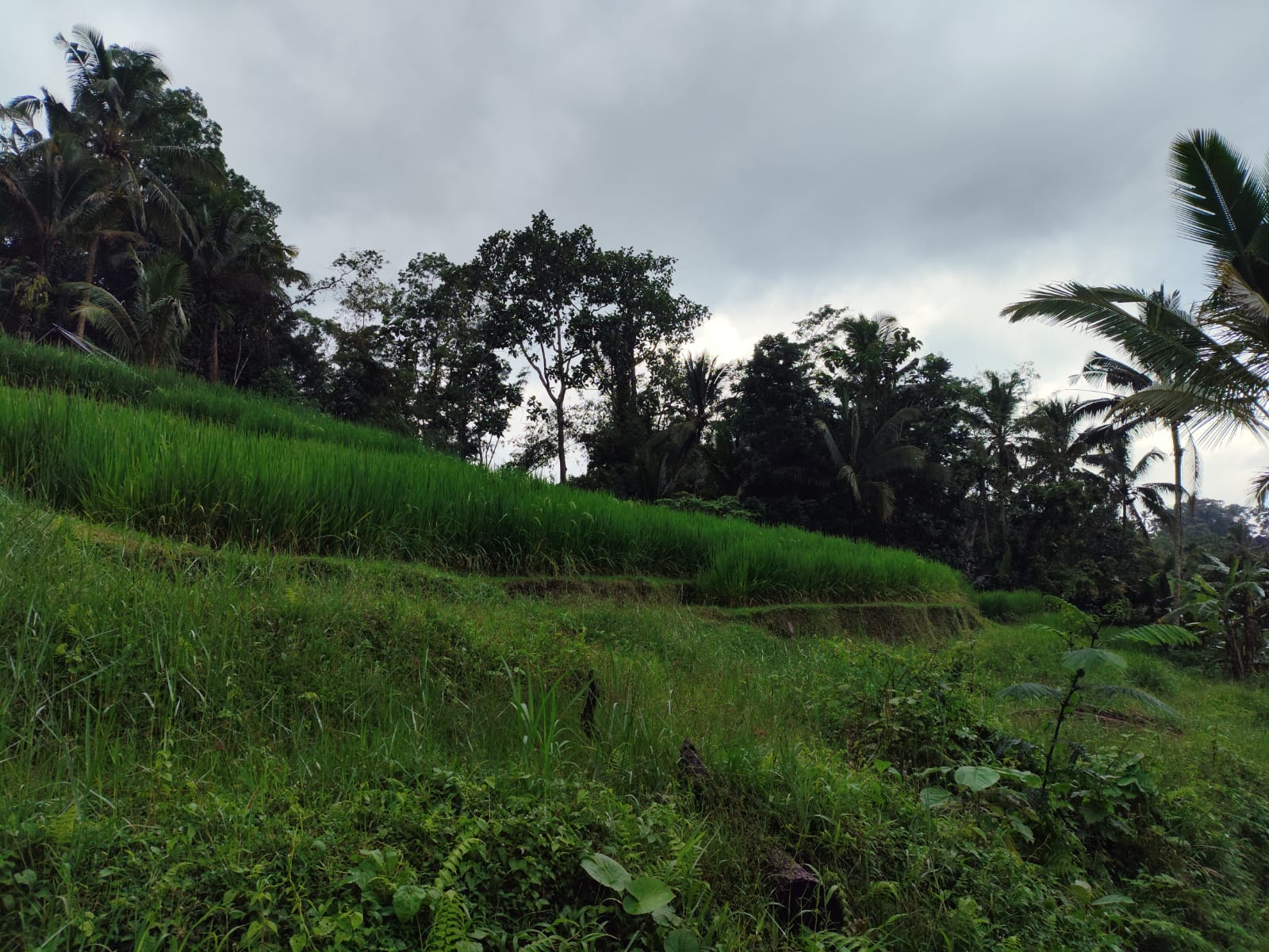 Lelang Tanah luas 40,5 are di Mengesta, Mengesta, Penebel, Tabanan — foto 9