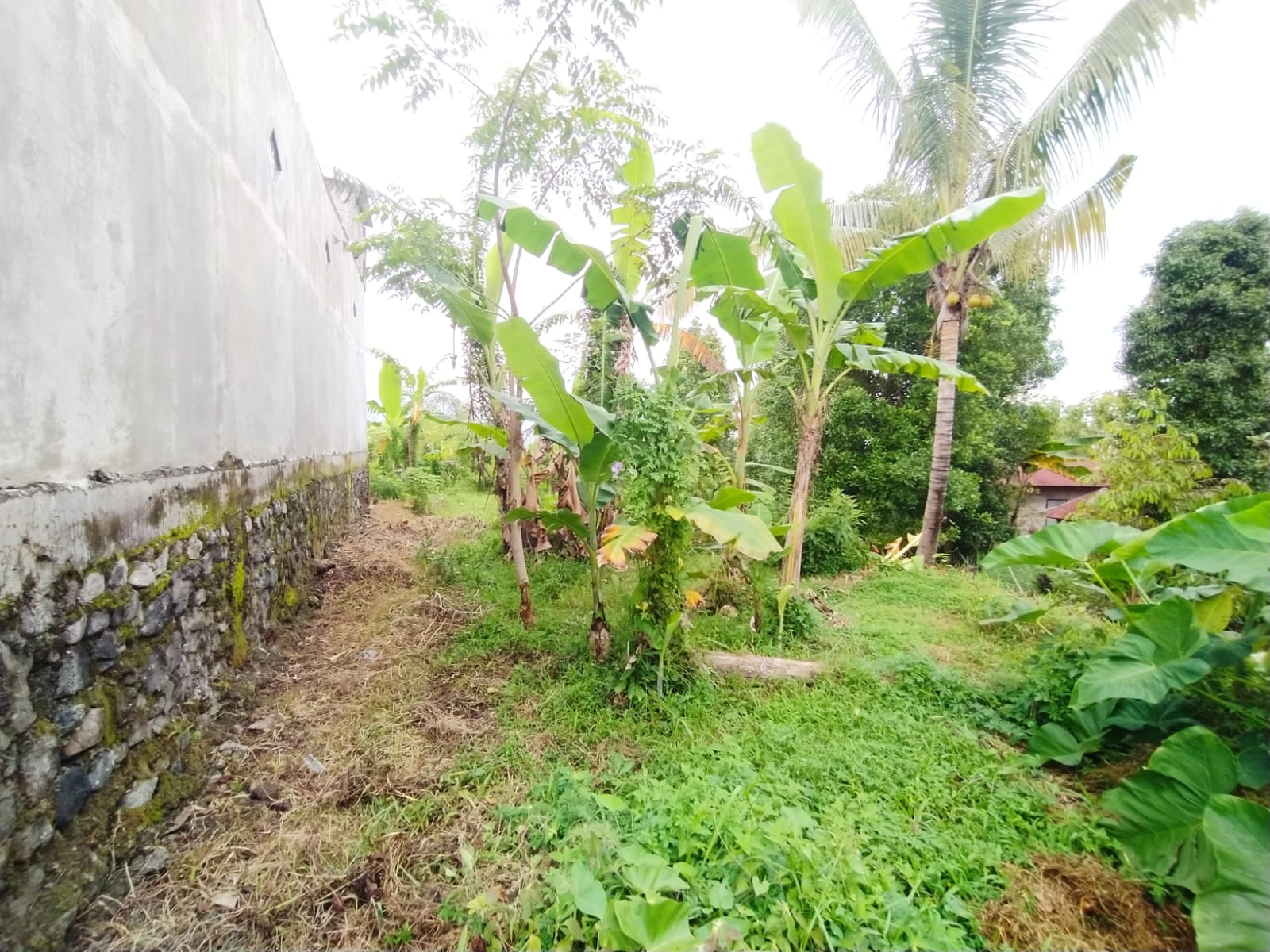 Lelang Tanah luas 1 are di Ambengan, Sukasada, Buleleng — foto 2