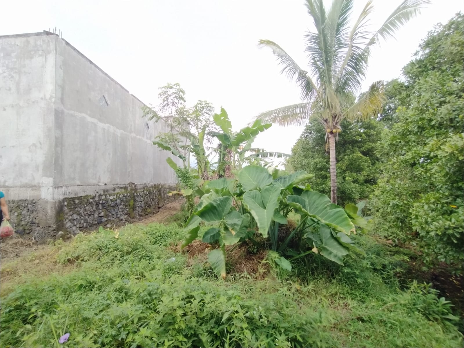 Lelang Tanah luas 1 are di Ambengan, Sukasada, Buleleng — foto 1