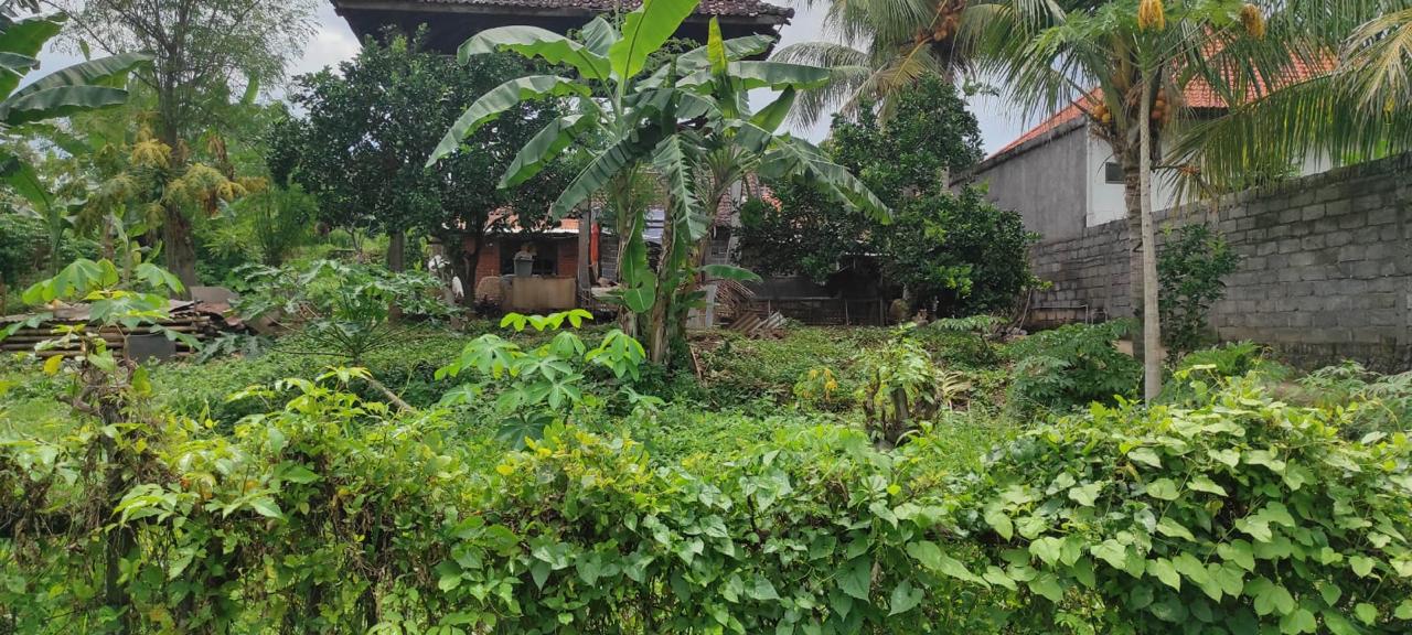 Lelang Rumah luas 18,35 are di Ringdikit, Seririt, Buleleng — foto 7