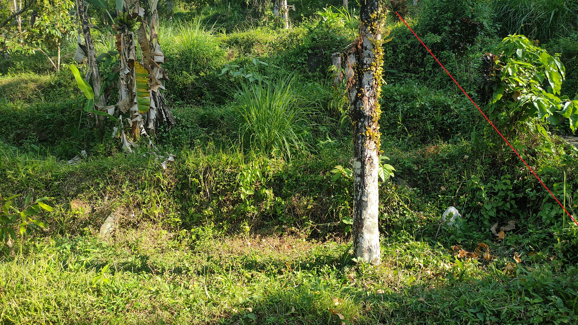 Lelang Tanah luas 8 are di Ambengan, Sukasada, Buleleng — foto 1