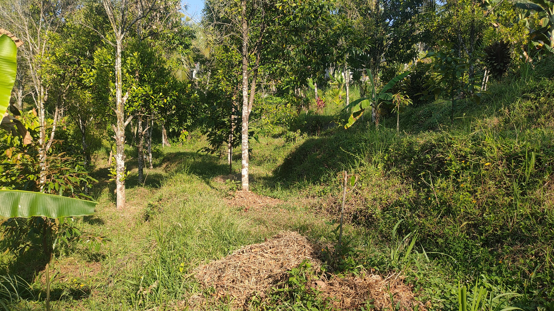 Lelang Tanah luas 8 are di Ambengan, Sukasada, Buleleng — foto 2