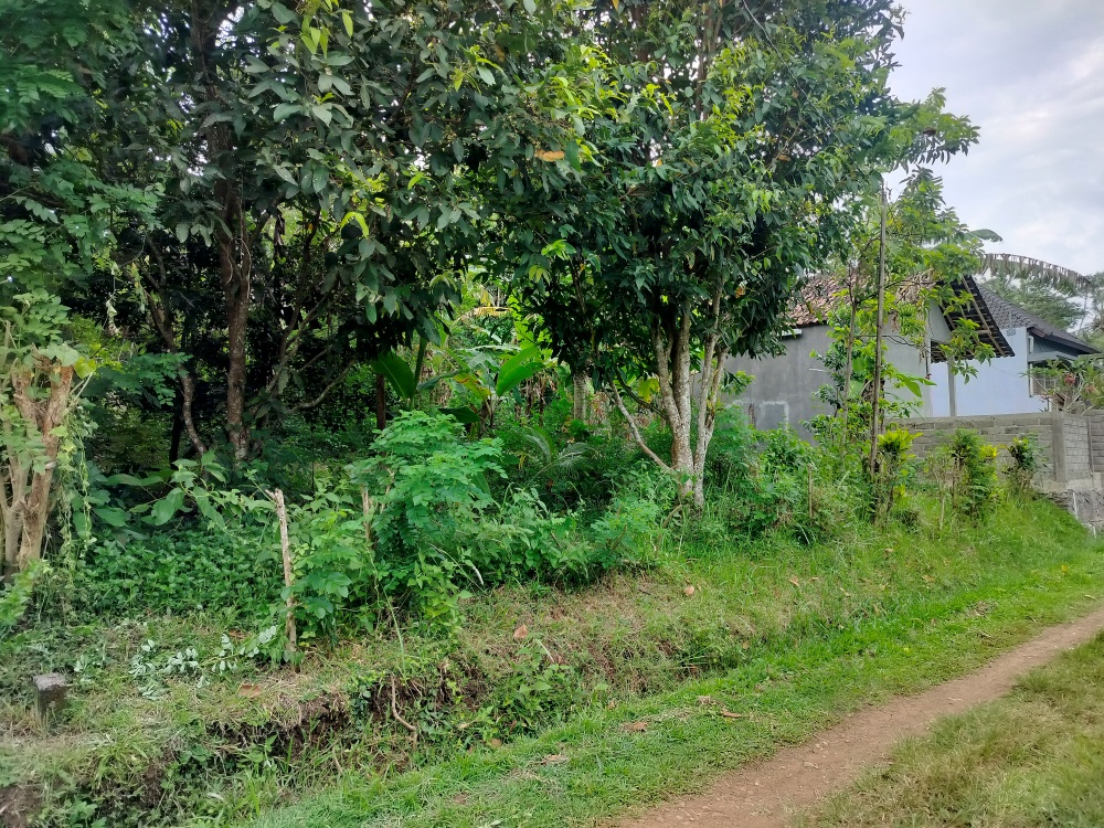 Lelang Tanah luas 2 are di Kaliakah, Negara, Jembrana — foto 3