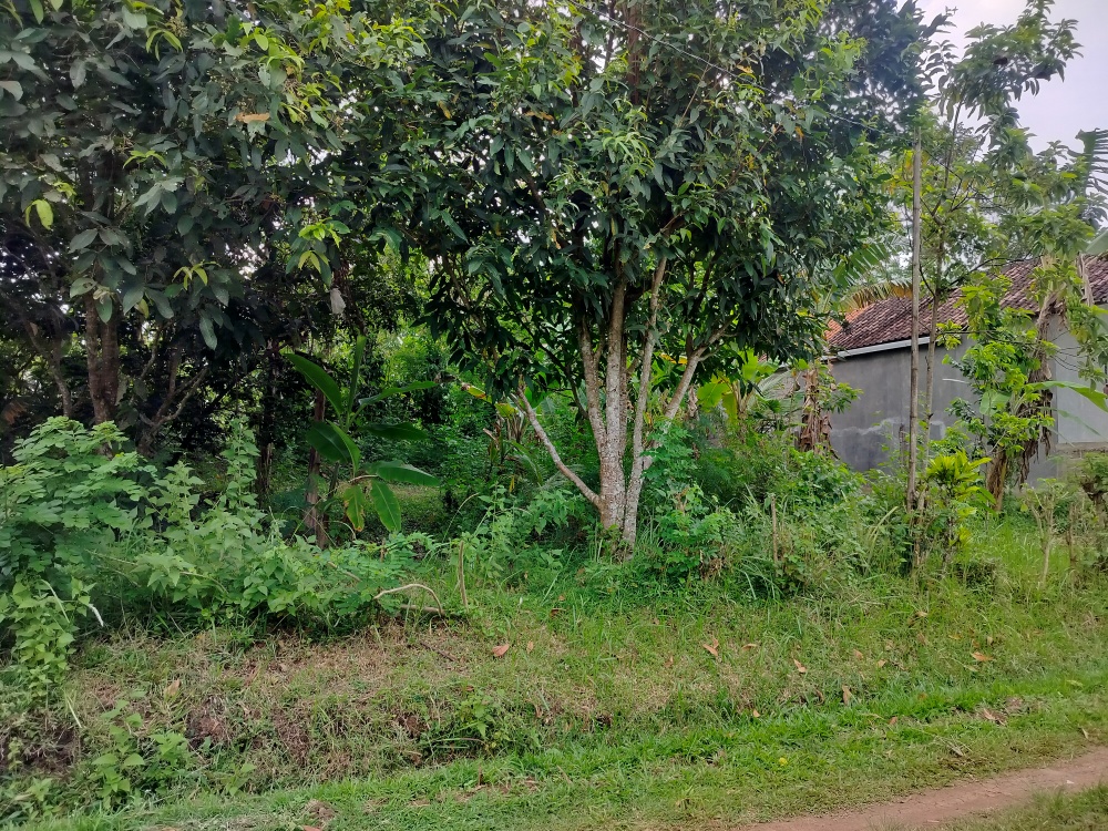 Lelang Tanah luas 2 are di Kaliakah, Negara, Jembrana — foto 2