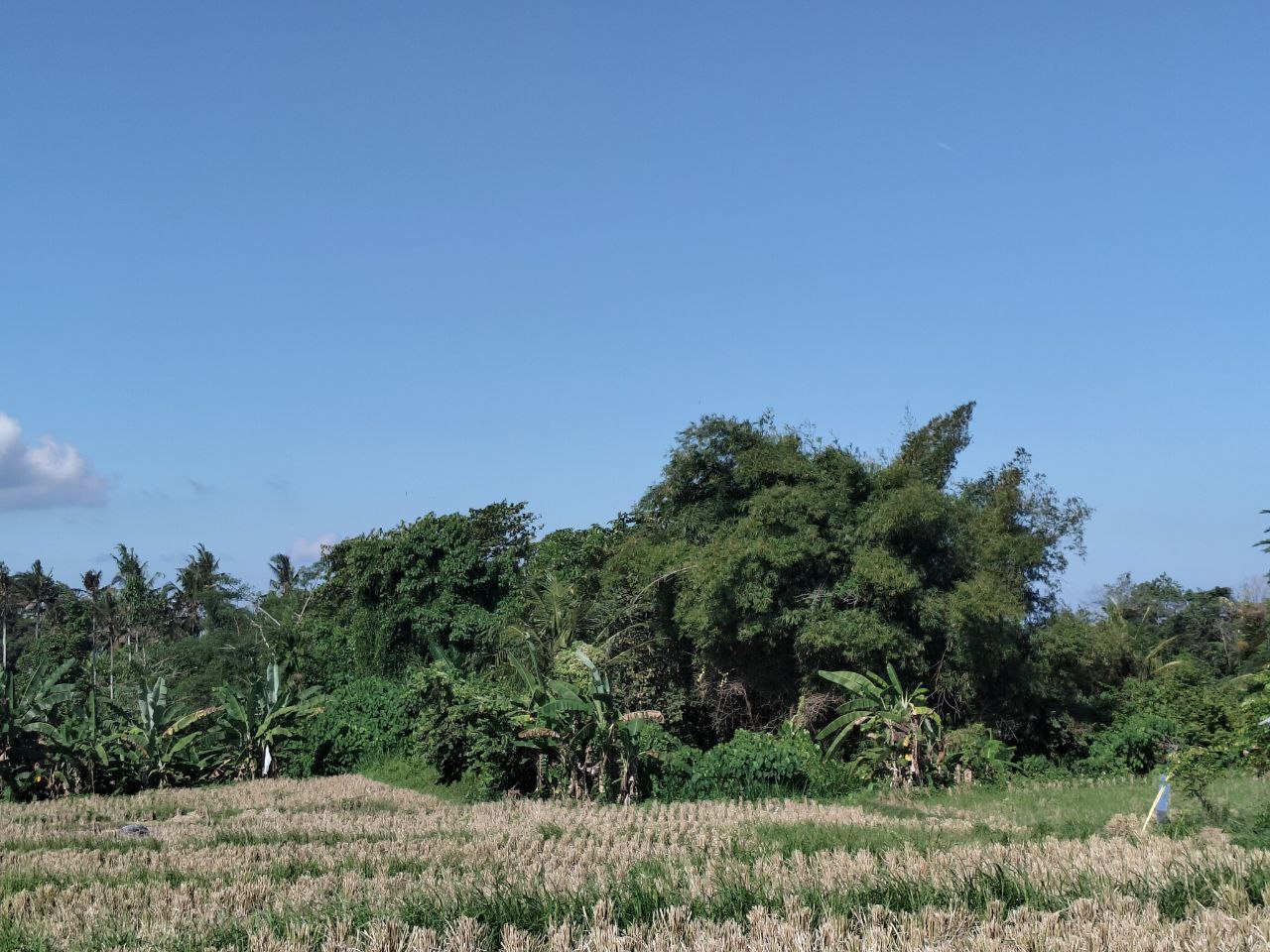 Lelang Tanah luas 39,8 are di Sidan, Gianyar, Gianyar — foto 2