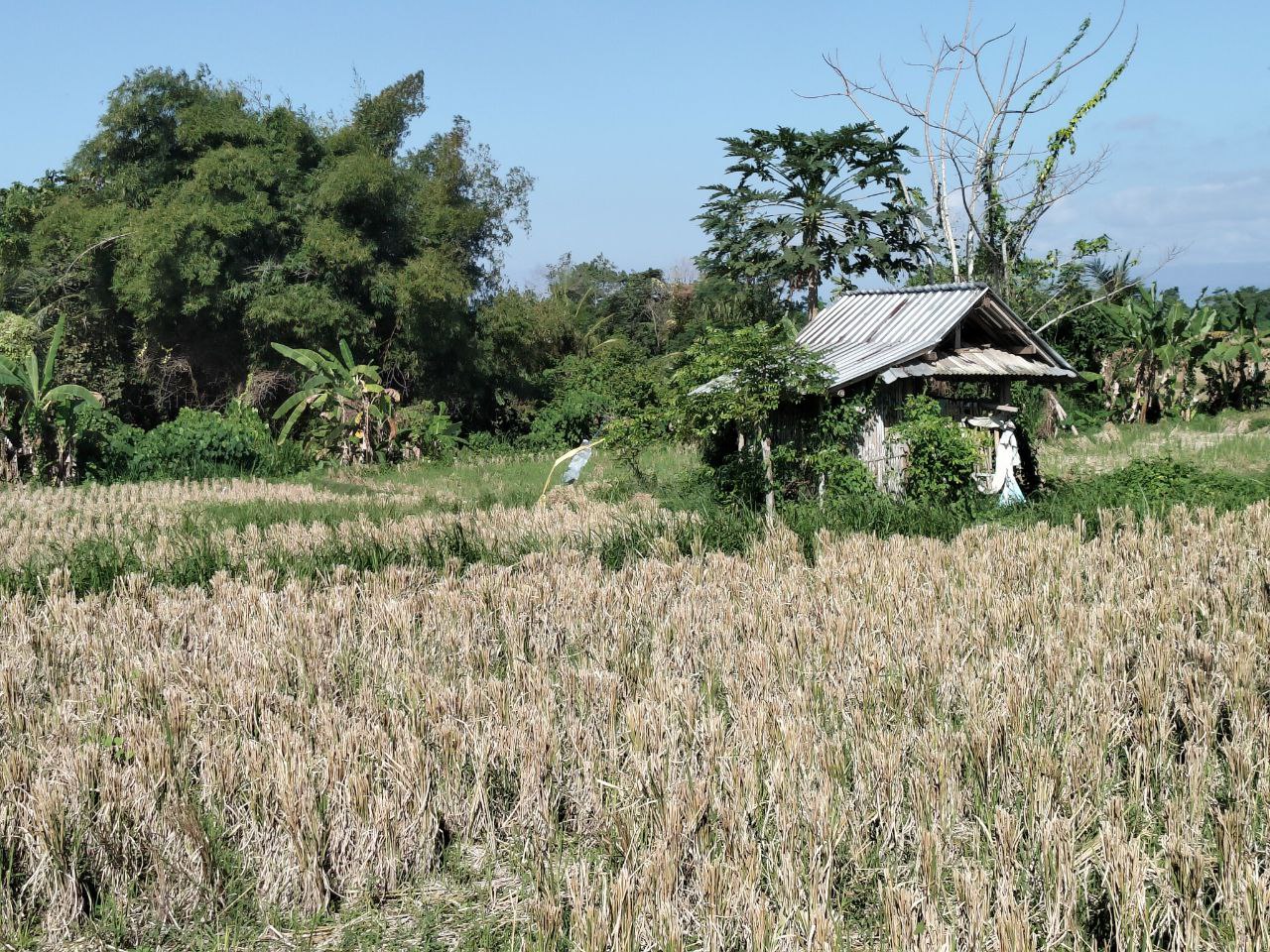 Lelang Tanah luas 39,8 are di Sidan, Gianyar, Gianyar — foto 3