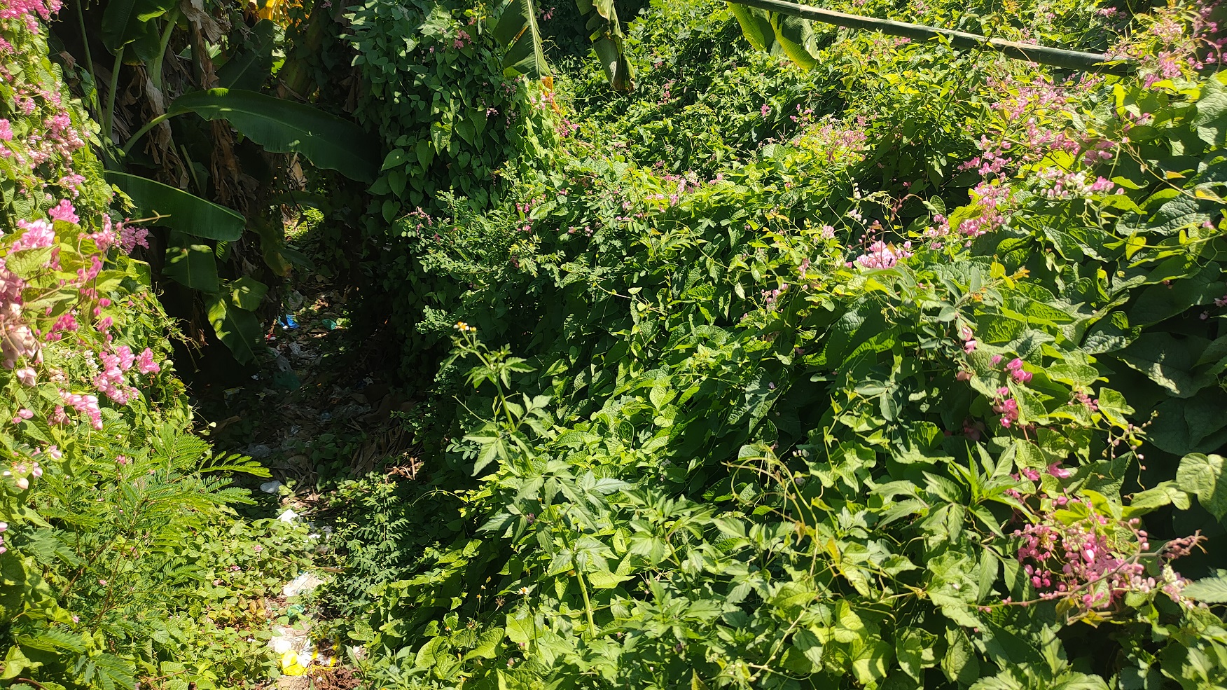Lelang Tanah luas 4 are di Bila, Kubutambahan, Buleleng — foto 4