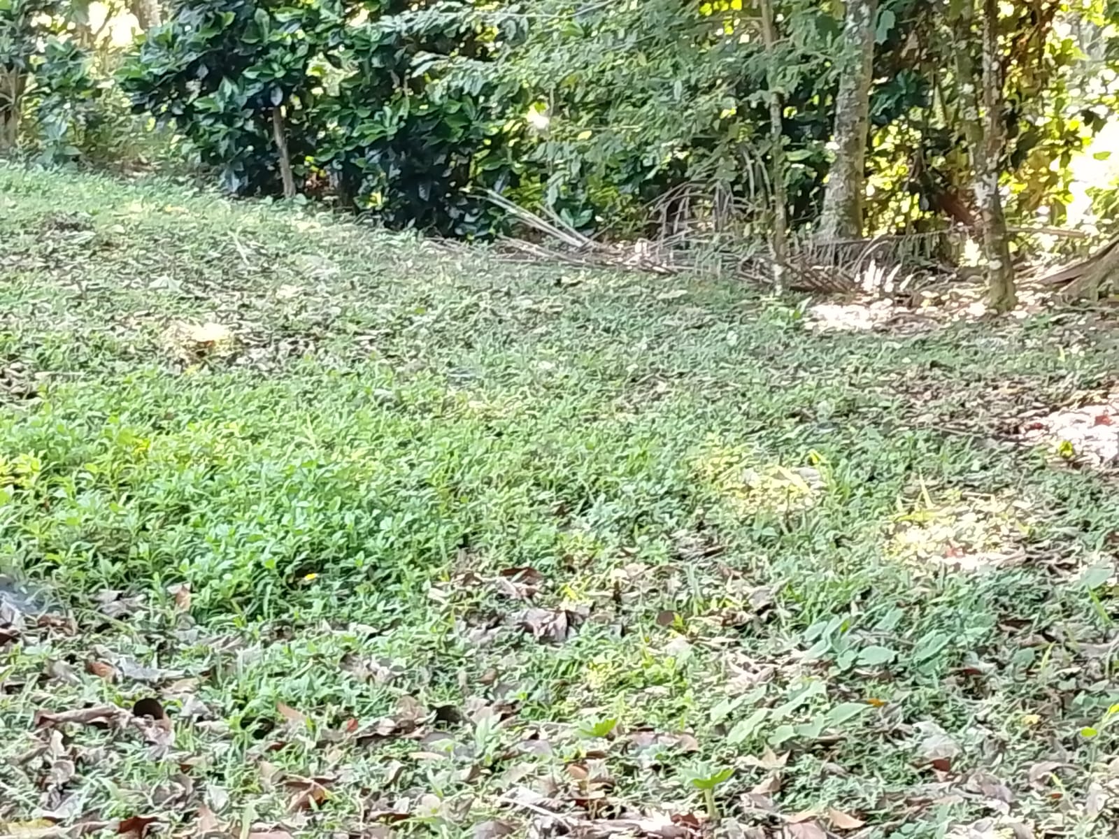 Lelang Tanah luas 19,4 are di Bengkel Sari, Selemadeg Barat, Tabanan — foto 2