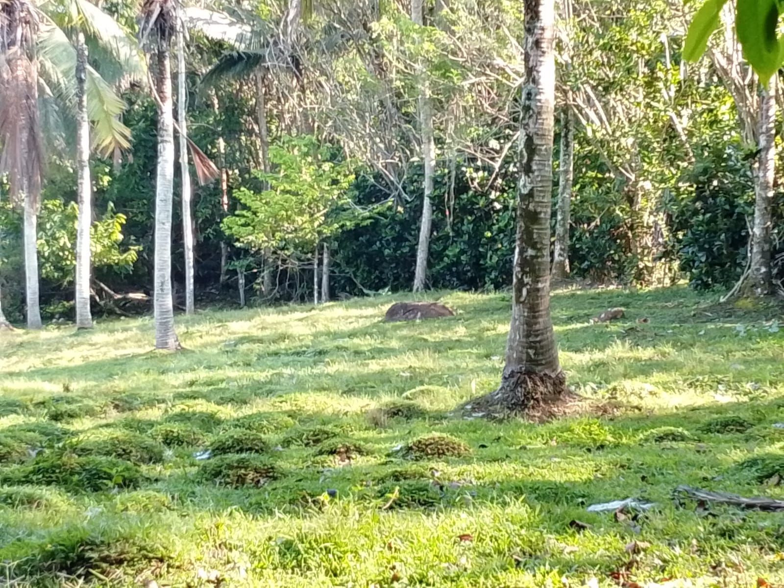 Lelang Tanah luas 19,4 are di Bengkel Sari, Selemadeg Barat, Tabanan — foto 3