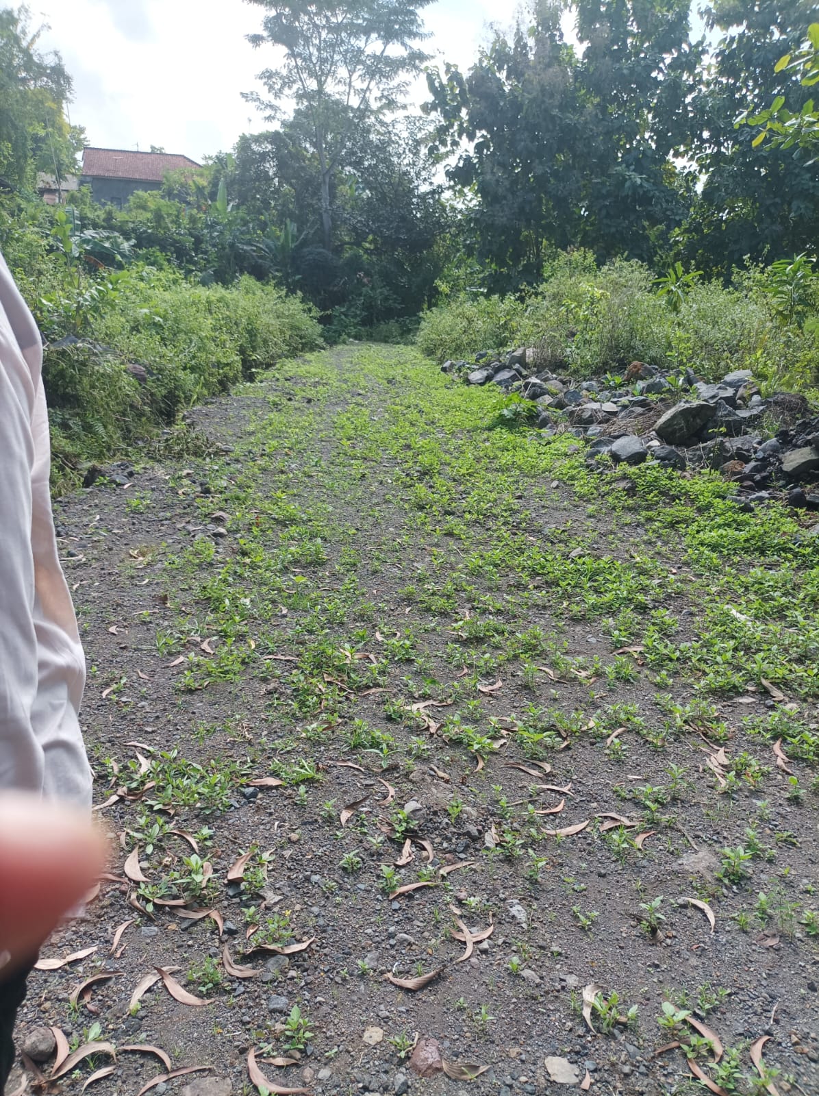 Lelang Tanah luas 13 are di Karangasem, Karangasem, Karangasem — foto 4