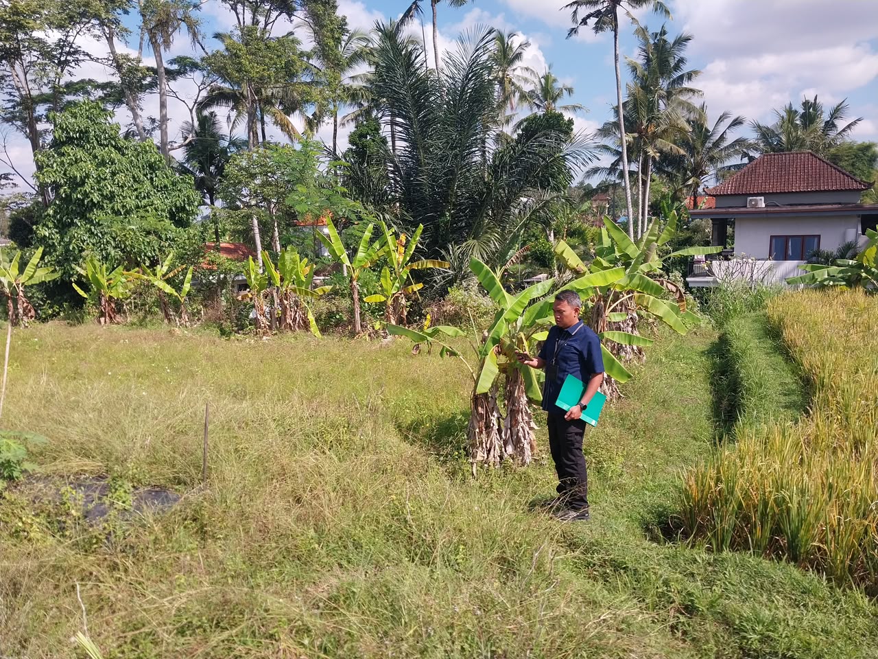 Lelang Tanah luas 21,8 are di Pejeng Kaja, Tampaksiring, Gianyar — foto 4