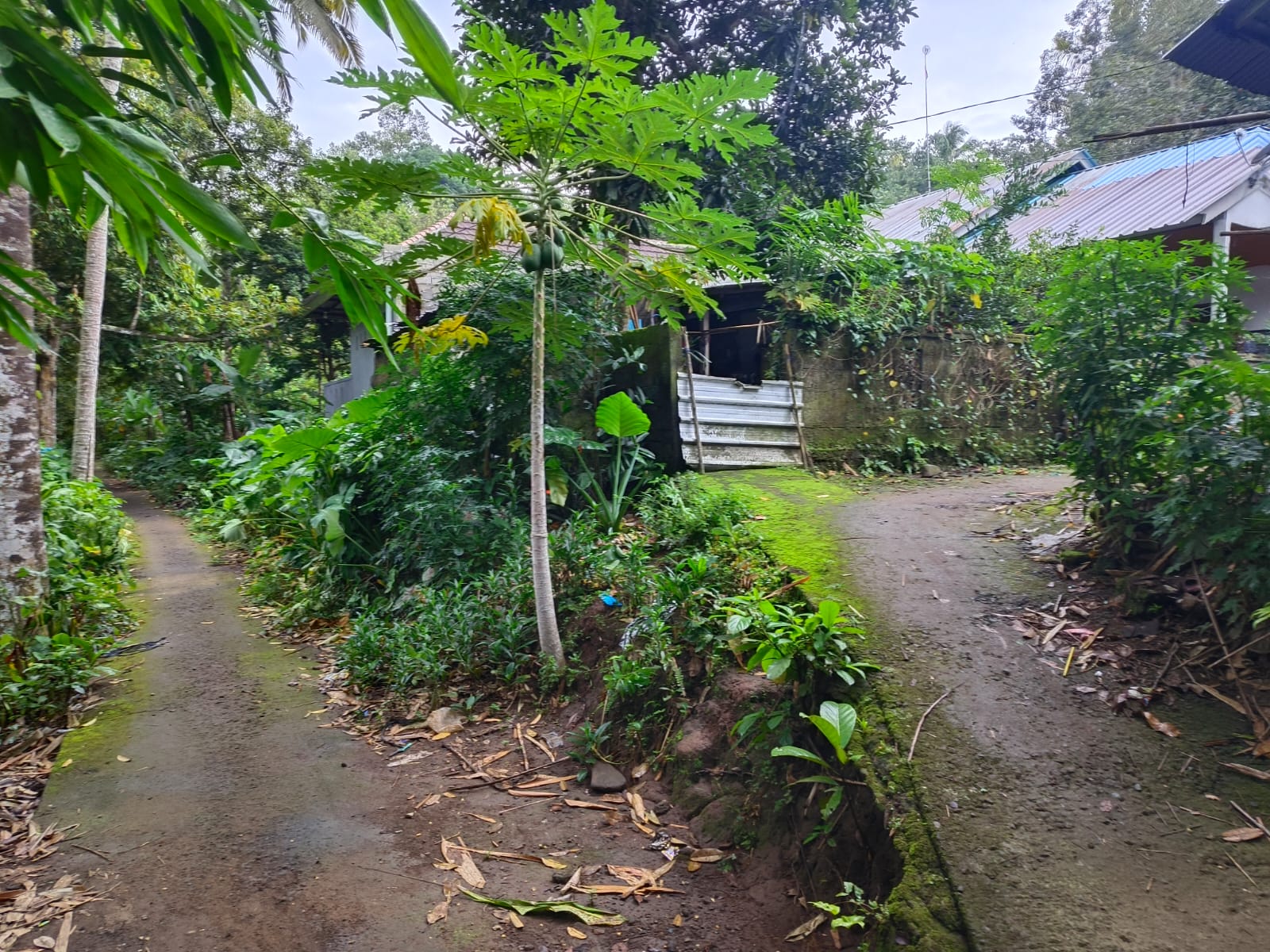 Lelang Rumah luas 1,8 are di Bukit, Karangasem, Karangasem — foto 3