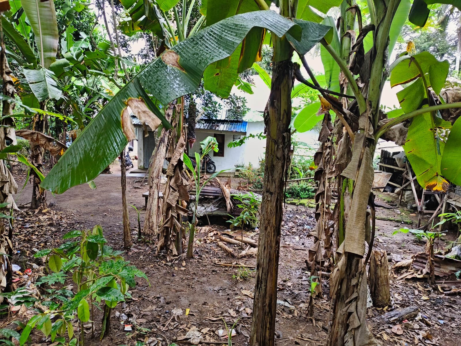 Lelang Rumah luas 2,45 are di Bukit, Karangasem, Karangasem — foto 3