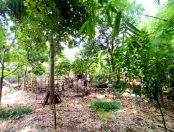 Lelang Rumah luas 12 are di Penyabangan, Gerokgak, Buleleng — foto 3