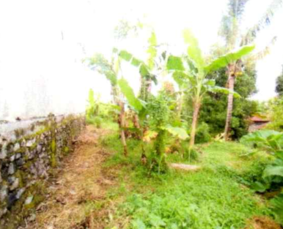 Lelang Tanah luas 1 are di Ambengan, Sukasada, Buleleng — foto 2