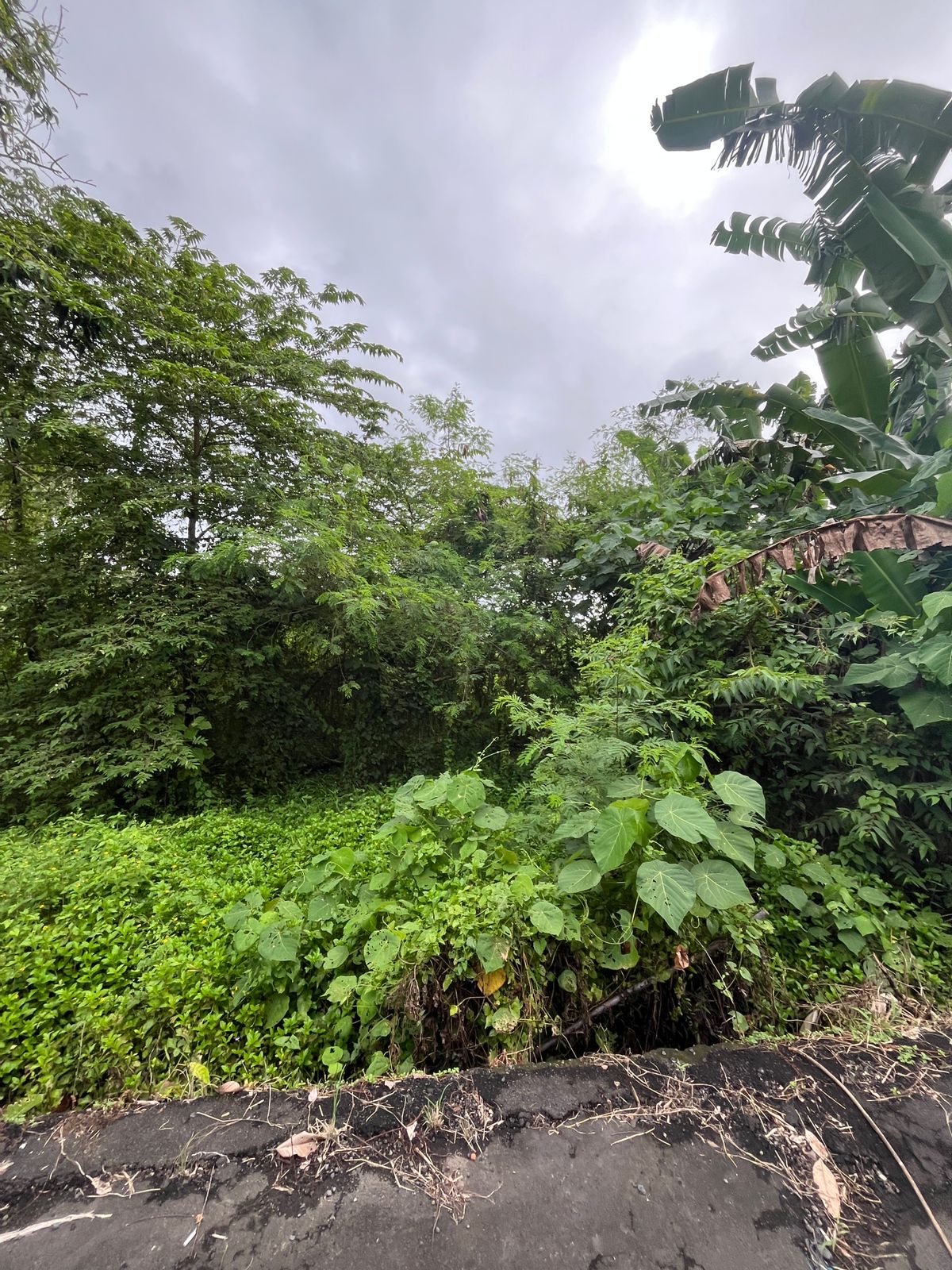 Tanah 5 Are Dukuh Sari, Buruan, Blahbatuh, Gianyar