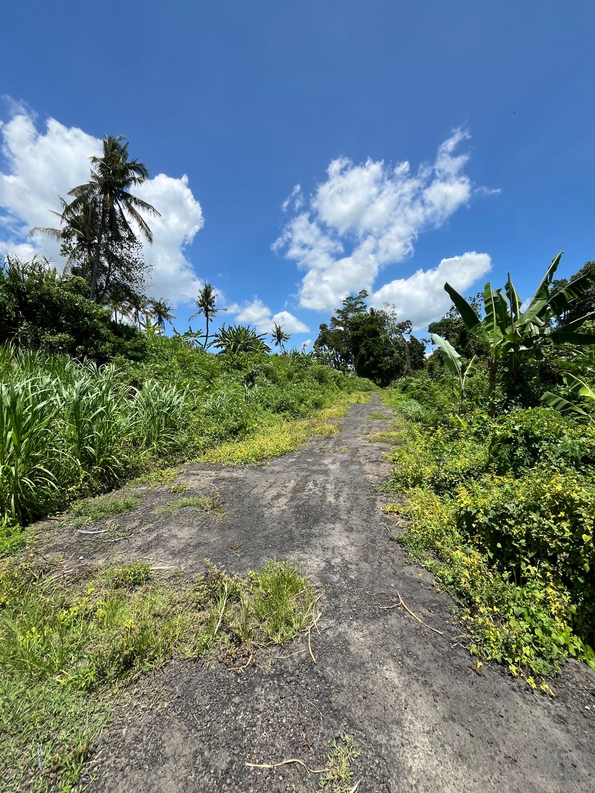 Tanah Kavling mulai 1 are di Pering, Blahbatuh