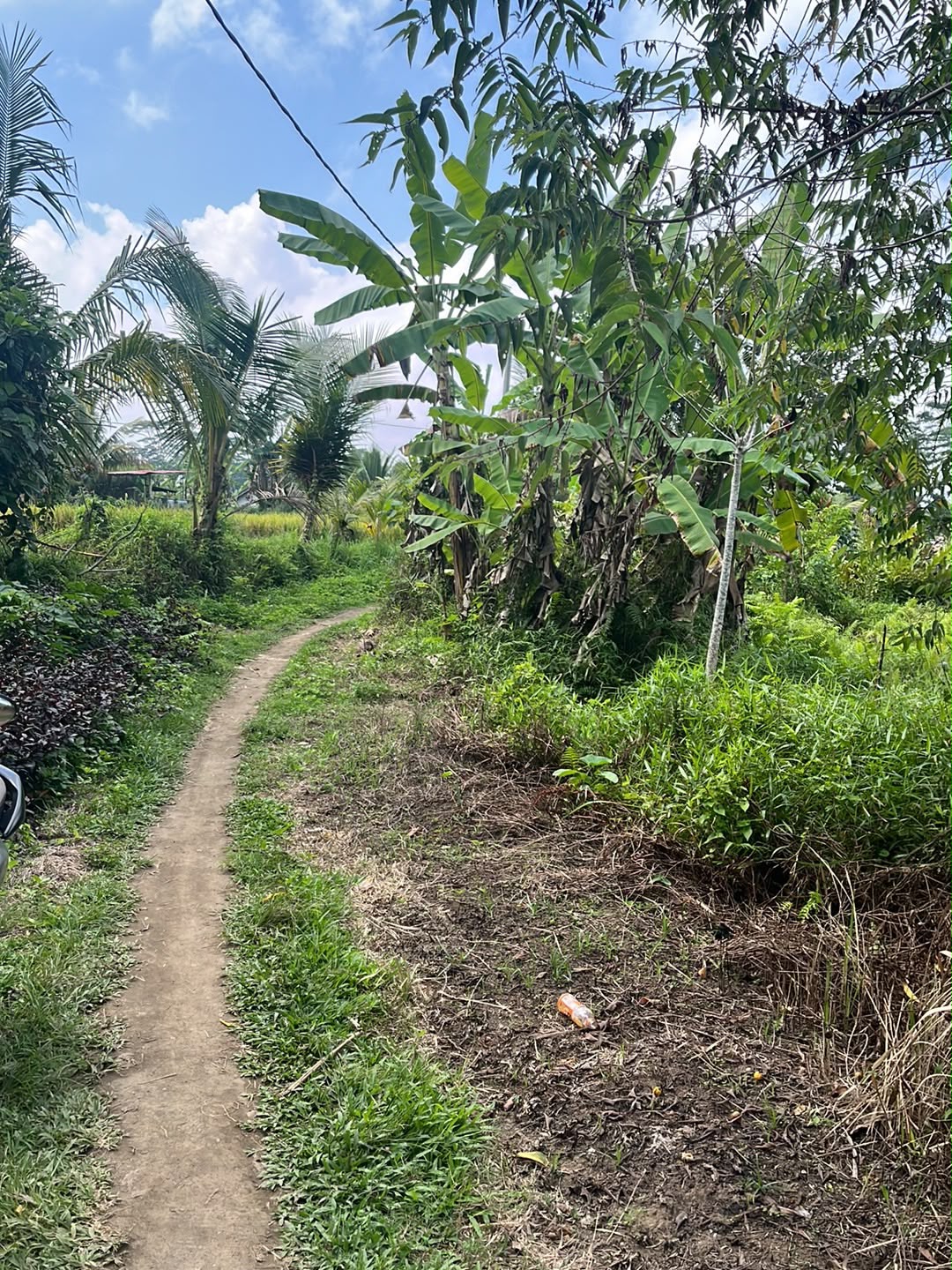 Disewakan Tanah 4,25 are di Pejeng, Dekat Ubud